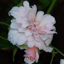 Rosa Perle D'Or - Old Shrub Rose -Plant Series Store Rosa Perle d Or 07