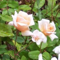 Rosa Perle D'Or - Old Shrub Rose -Plant Series Store Rosa Perle d Or 1