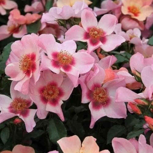 Rosa Persica For Your Eyes Only 1 Rosa Persica For Your Eyes Only