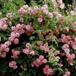 Rosa Persica Pheasant -Plant Series Store Rosa Pheasant 02