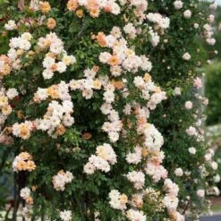 Rosa Phyllis Bide -Plant Series Store Rosa Phyllis Bide 2