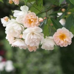 Rosa Phyllis Bide -Plant Series Store Rosa Phyllis Bide 3