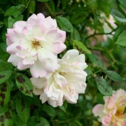 Rosa Phyllis Bide -Plant Series Store Rosa Phyllis Bide 4