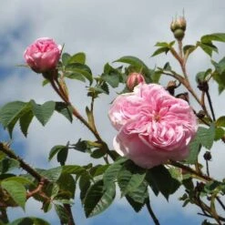 Rosa Queen Of Denmark -Plant Series Store Rosa Queen of Denmark 3