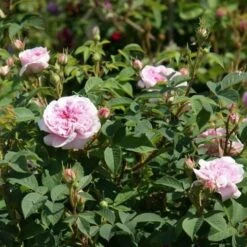 Rosa Queen Of Denmark -Plant Series Store Rosa Queen of Denmark 4