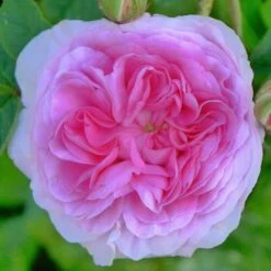 Rosa Queen Of Denmark -Plant Series Store Rosa Queen of Denmark X