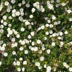 Rosa Rambling Rector - Rambling Rose -Plant Series Store Rosa Rambling Rector 2