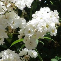 Rosa Rambling Rector - Rambling Rose -Plant Series Store Rosa Rambling Rector 4