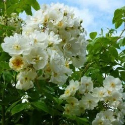 Rosa Rambling Rector - Rambling Rose -Plant Series Store Rosa Rambling Rector 5