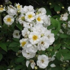 Rosa Rambling Rector - Rambling Rose -Plant Series Store Rosa Rambling Rector 7