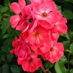 Rosa Red Blanket -Plant Series Store Rosa Red Blanket 3