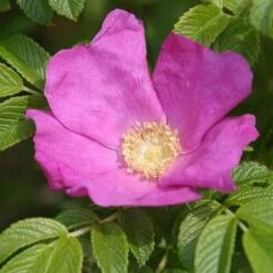 Rosa Rugosa Scabrosa -Plant Series Store Rosa Scabrosa 2