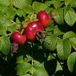 Rosa Rugosa Scabrosa -Plant Series Store Rosa Scabrosa 3