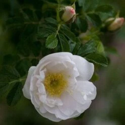 Rosa Schneezwerg - Rugosa Rose -Plant Series Store Rosa Schneezwerg 1