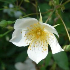 Rosa Sir Cedric Morris - Rambling Rose -Plant Series Store Rosa Sir Cedric Morris 4