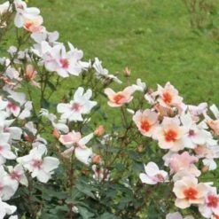 Rosa Persica Smiling Eyes -Plant Series Store Rosa Smiling Eyes 01 cc788553 74f1 432c 9b66 3f1016c4012d