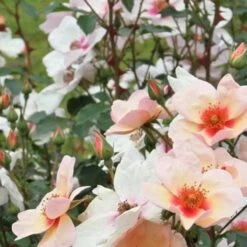 Rosa Persica Smiling Eyes -Plant Series Store Rosa Smiling Eyes 02 57b3481d c44e 4720 9b5c 10cd4aa6cdeb