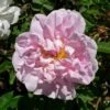 Rosa Stanwell Perpetual - Old Shrub Rose