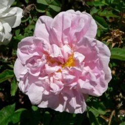 Rosa Stanwell Perpetual - Old Shrub Rose