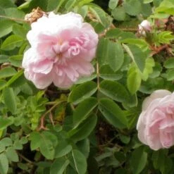 Rosa Stanwell Perpetual - Old Shrub Rose -Plant Series Store Rosa Stanwell Perpetual 3