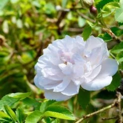 Rosa Stanwell Perpetual - Old Shrub Rose -Plant Series Store Rosa Stanwell Perpetual 4