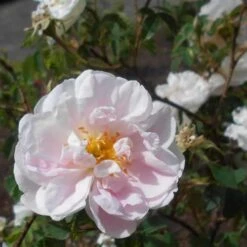 Rosa Stanwell Perpetual - Old Shrub Rose -Plant Series Store Rosa Stanwell Perpetual 7