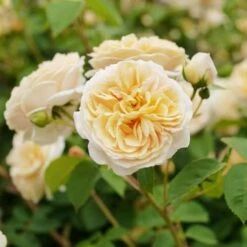 Rosa Teasing Georgia - David Austin Shrub Rose -Plant Series Store Rosa Teasing Georgia 2