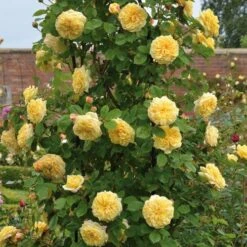 Rosa Teasing Georgia - David Austin Shrub Rose -Plant Series Store Rosa Teasing Georgia 4