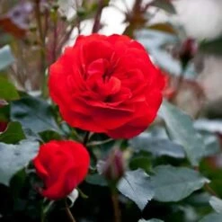 Rosa Trumpeter - Floribunda Shrub Rose -Plant Series Store Rosa Trumpeter7