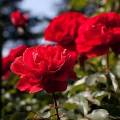 Rosa Trumpeter - Floribunda Shrub Rose -Plant Series Store Rosa Trumpeter 2