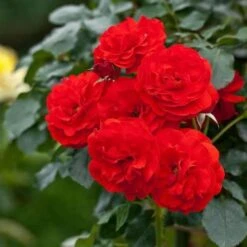 Rosa Trumpeter - Floribunda Shrub Rose -Plant Series Store Rosa Trumpeter 3