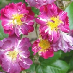 Rosa Veilchenblau - Rambling Rose -Plant Series Store Rosa Veilchenblau X