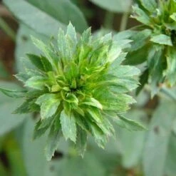 Rosa Viridiflora -Plant Series Store Rosa Viridiflora 2