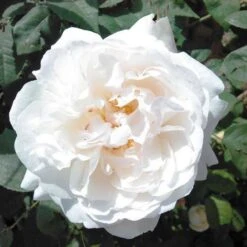 Rosa Auscat (Winchester Cathedral)- David Austin Shrub Rose -Plant Series Store Rosa Winchester Cathedral 6