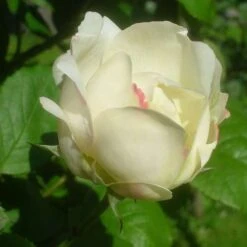 Rosa Auscat (Winchester Cathedral)- David Austin Shrub Rose -Plant Series Store Rosa Winchester Cathedral 7