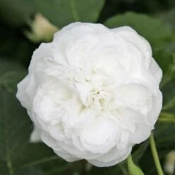 Rosa Boule De Neige - Old Bourbon Shrub Rose -Plant Series Store Rosa boule de neige X