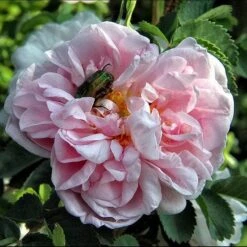 Rosa Centifolia - Old Shrub Rose -Plant Series Store Rosa centifolia X