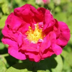 Rosa Gallica Officinalis - Old Shrub Rose -Plant Series Store Rosa gallica OfficinalisX