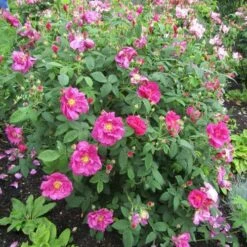 Rosa Gallica Officinalis - Old Shrub Rose -Plant Series Store Rosa gallica Officinalis 2 X