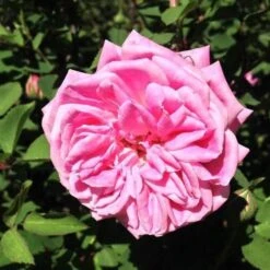 Rosa Hermosa - Old Shrub Rose -Plant Series Store Rosa hermosa 05