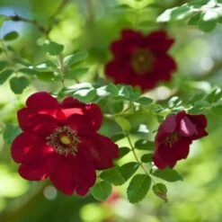 Rosa Moyesii Geranium -Shrub Rose -Plant Series Store Rosa moyesii geranium 3