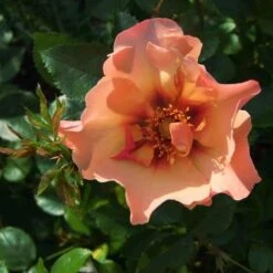 Rosa Persica Persian Sun -Plant Series Store Rosa persica Persian Sun 03