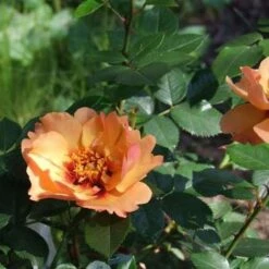 Rosa Persica Persian Sun -Plant Series Store Rosa persica Persian Sun 04