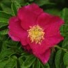 Rosa Rugosa Typica