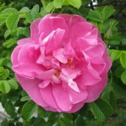Rosa Jens Munk - Rugosa Rose -Plant Series Store RosajensMunkNo3
