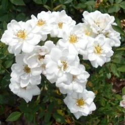 Rosa Kent (Pyrenees) - Groundcover Rose -Plant Series Store RosakentNo5