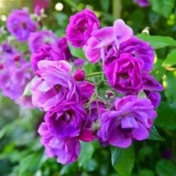 Rosa Purple Skyliner - Rambling Rose -Plant Series Store RosapurpleSkylinerNo4