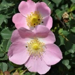 Rosa X Hibernica - Wild Shrub Rose -Plant Series Store RosaxHibernicaNo8