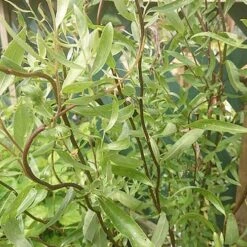 Salix X Sepulcralis Dart's Snake -Plant Series Store Salix alba Dart s Snake 05