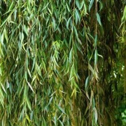 Salix Babylonica Pendula - Weeping Willow -Plant Series Store Salix babylonica 03
